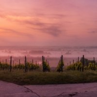 Wine Paths, Travel Expert